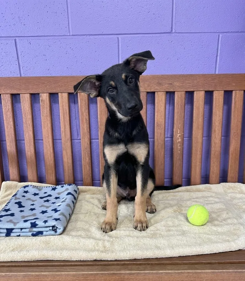 A baby medium-sized male Shepherd dog named Firefly for adoption in North Prairie, WI
