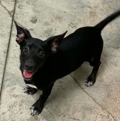 A baby small-sized male Mixed Breed dog named Tomfolery for adoption in Lampasas, TX