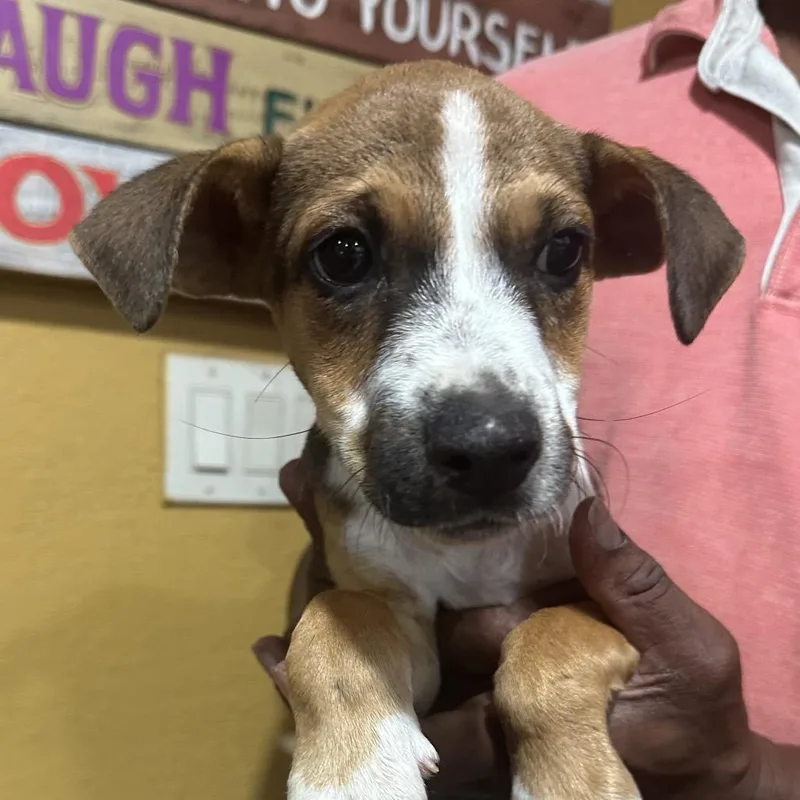 A baby medium-sized female Rat Terrier dog named Carie Local November for adoption in Brookshire, TX