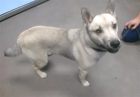 A young large-sized male Shiba Inu dog named Mister for adoption in Phoenix, AZ