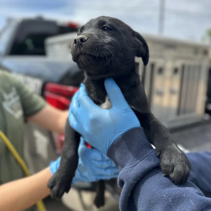 Capenter thumbnail 2