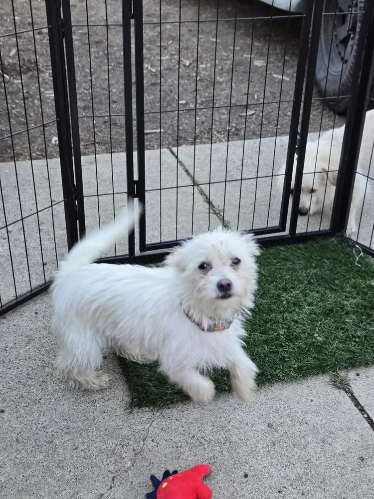 A young small-sized female White / Cream Scottish Terrier dog named Hopper for adoption in Bend, OR