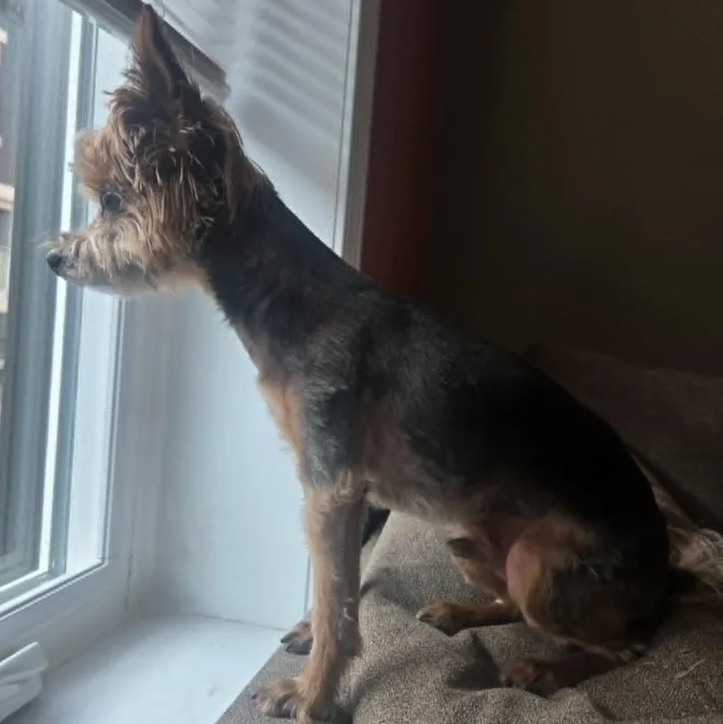 An adult small-sized male Yorkshire Terrier dog named Shemar for adoption in Cherry Hill, NJ