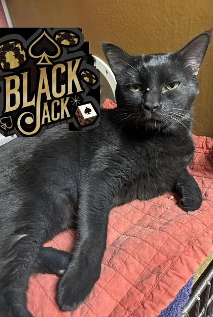 An adult small-sized male Domestic Short Hair cat named Blackjack for adoption in Phoenix, AZ