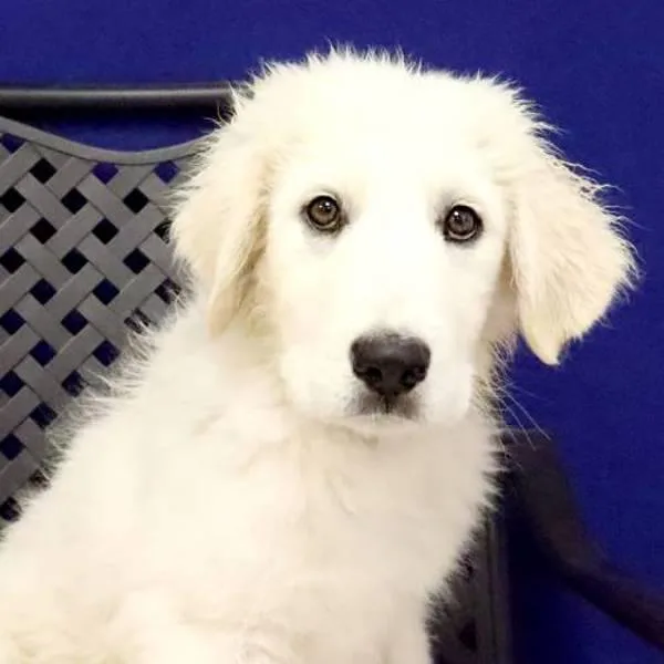 A baby large-sized female Great Pyrenees dog named Mae for adoption in Fort Davis, TX