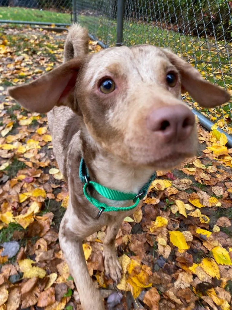 A young medium-sized male Hound dog named Pip for adoption in Fall River, MA