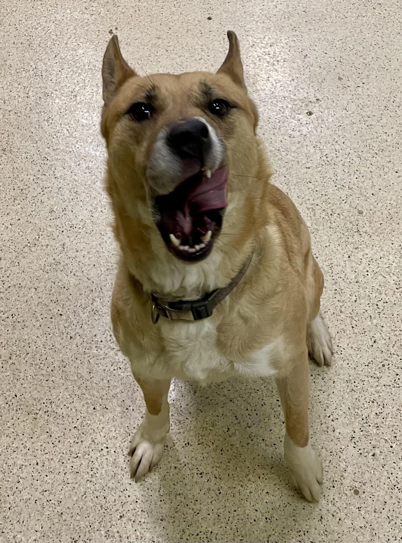 A young large-sized male German Shepherd Dog dog named Peter for adoption in Muncie, IN