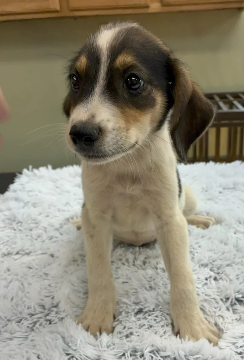 A baby medium-sized male Bicolor Hound dog named Grout for adoption in Southampton, PA
