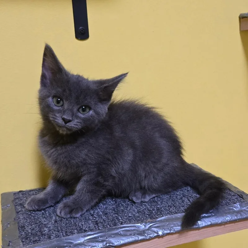 A baby small-sized male Gray / Blue / Silver Domestic Short Hair cat named Honeysuckle for adoption in Brownsboro, AL