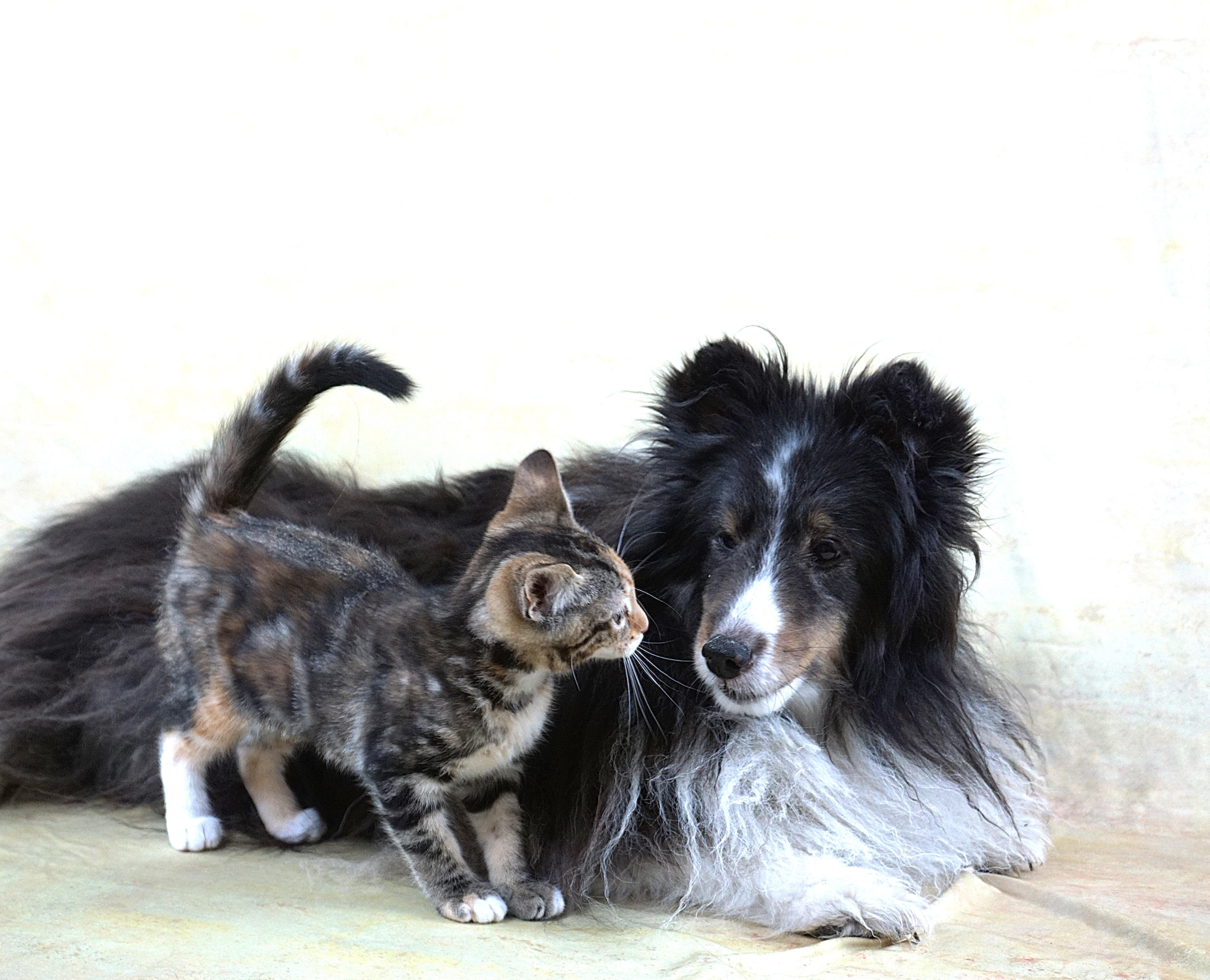 Merry  Great Looks thumbnail 2