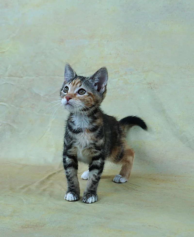 Merry  Great Looks thumbnail 3