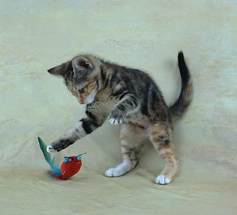 Merry  Great Looks thumbnail 4