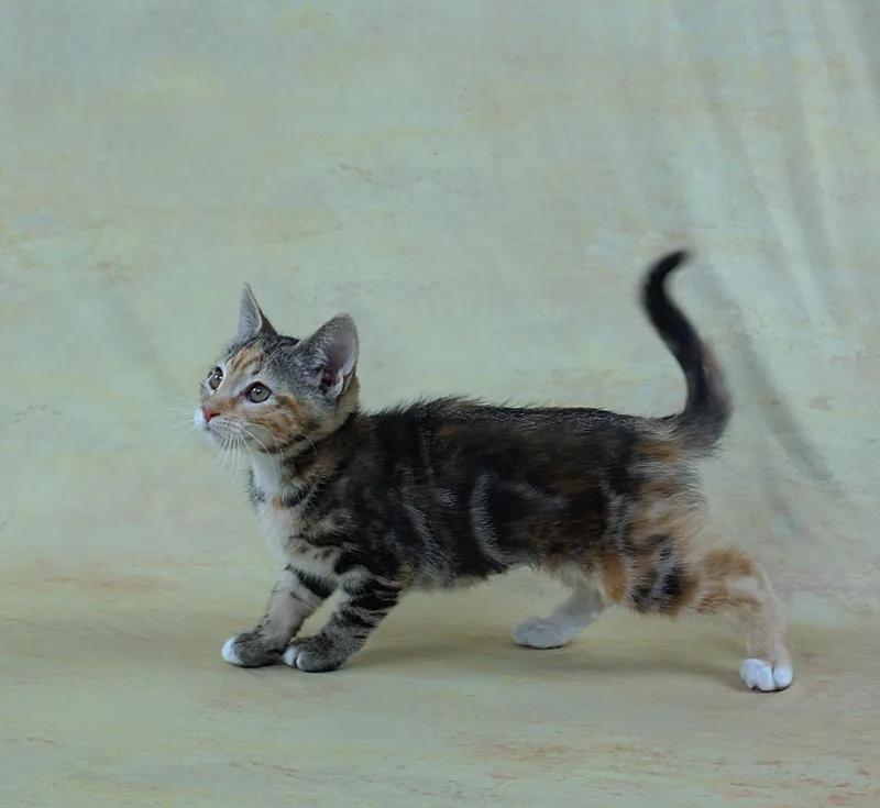 Merry  Great Looks thumbnail 5