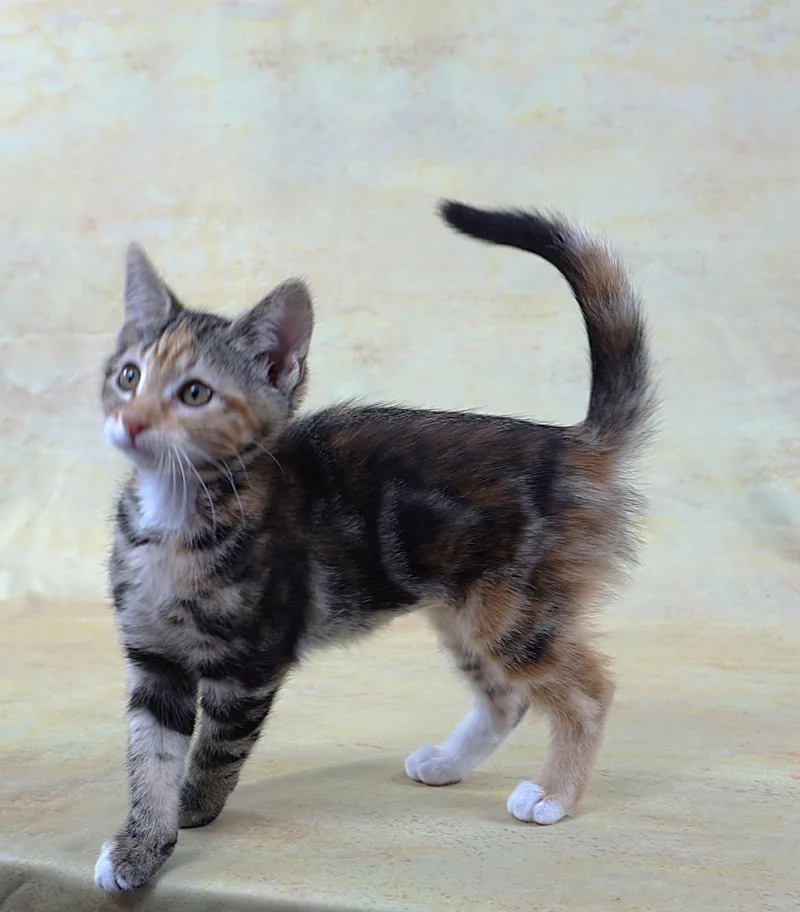 A baby medium-sized female Torbie Domestic Short Hair cat named Merry  Great Looks for adoption in Plano, TX