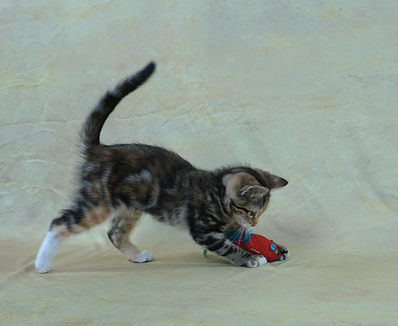 Merry  Great Looks thumbnail 6