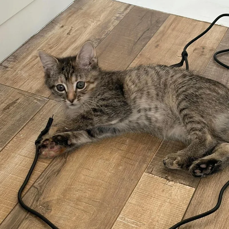 A baby small-sized female Brown / Chocolate Domestic Short Hair cat named Zelda Armbrust for adoption in Eagle Mountain, UT