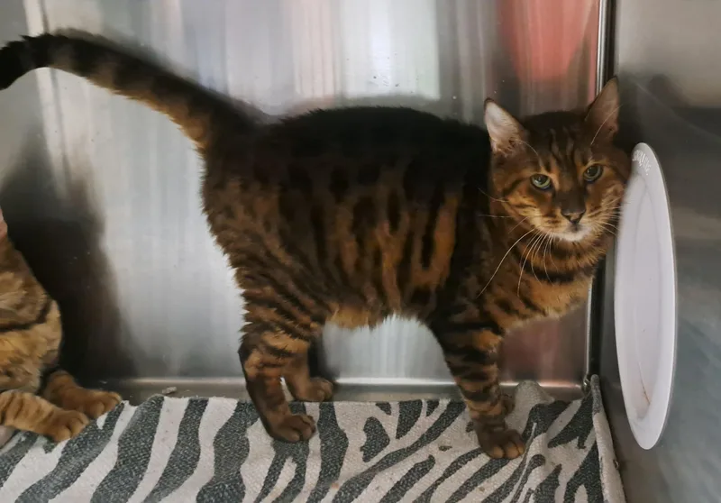 Mama And Squeek thumbnail 6