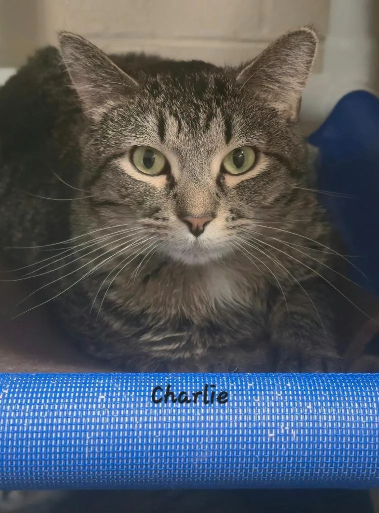 A young medium-sized male Domestic Short Hair cat named Charlie for adoption in Cedar Rapids, IA
