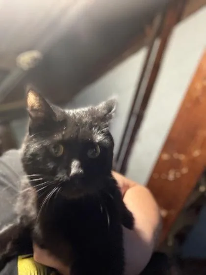 An adult small-sized male Domestic Short Hair cat named Nicholas for adoption in South Bend, IN