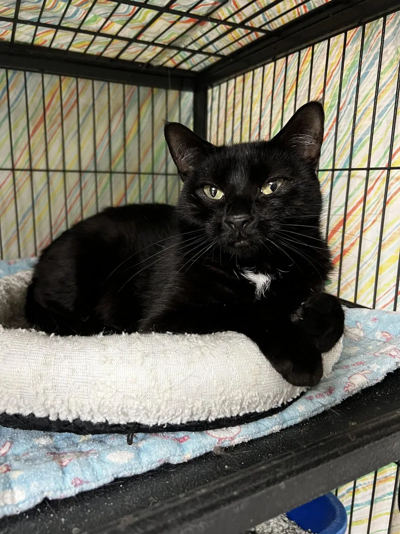 An adult large-sized female Black Domestic Short Hair cat named Jagwar for adoption in Ringwood, NJ