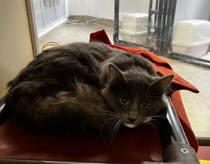 A young medium-sized male Gray & White Domestic Short Hair cat named Clint for adoption in Dubuque, IA