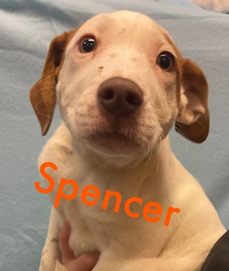 Spencer thumbnail 5