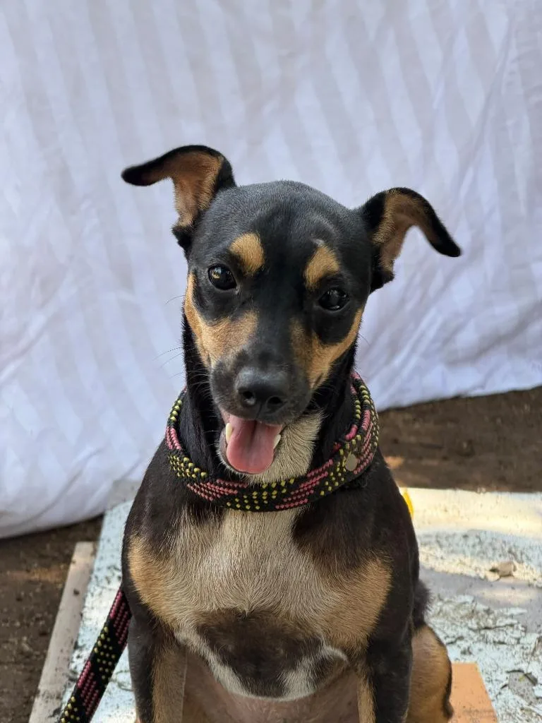 A young small-sized female Rat Terrier dog named Signi for adoption in San Diego, CA