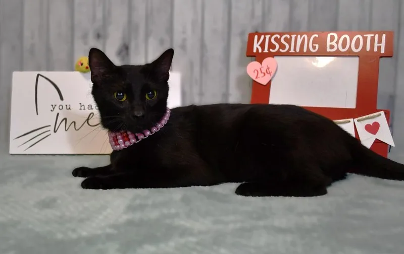A young medium-sized female Domestic Short Hair cat named Mavis for adoption in Roanoke, TX
