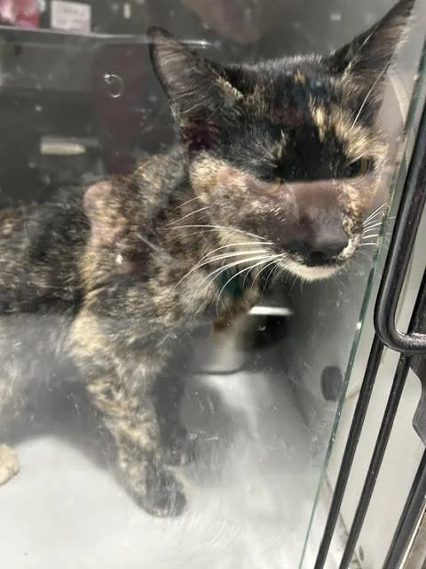 A young medium-sized female Domestic Short Hair cat named Mighty Mouse for adoption in Anoka, MN