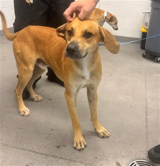 A young large-sized male Black Mouth Cur dog named Keith for adoption in Mesa, AZ