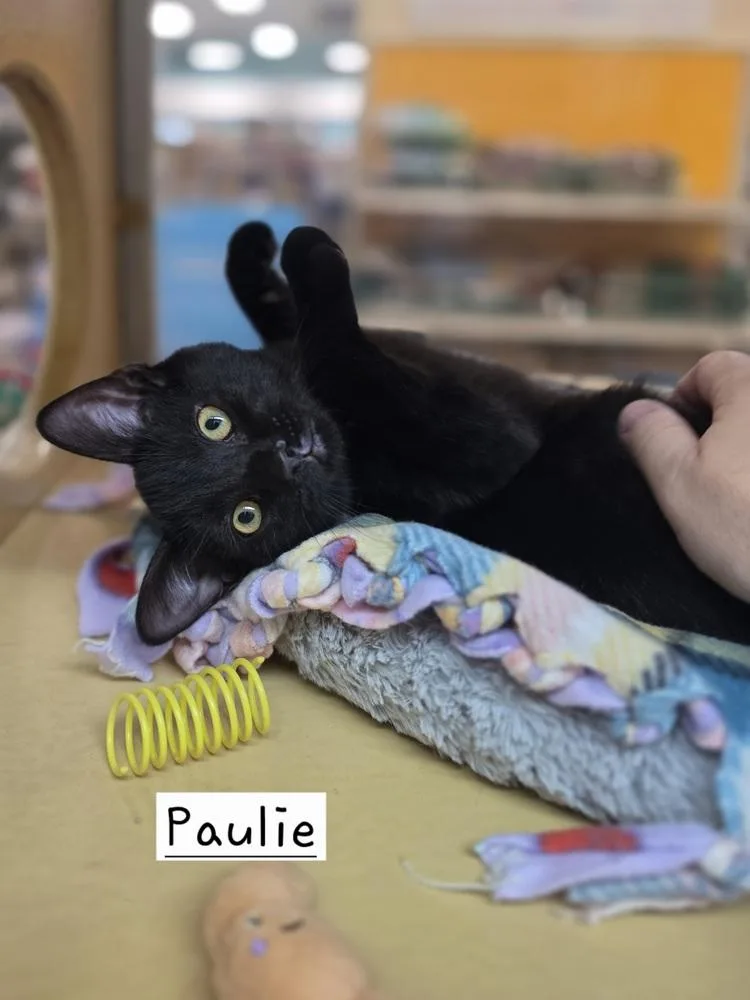 A baby small-sized male Black Domestic Short Hair cat named Paulie for adoption in Metamora, IL
