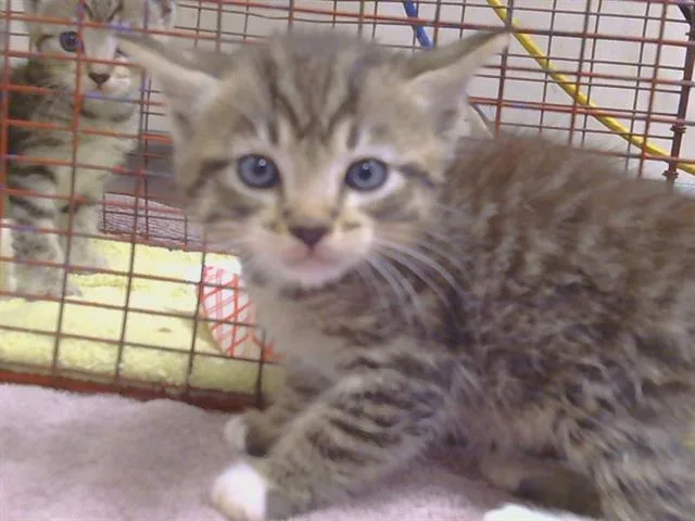 A baby small-sized male Domestic Short Hair cat named Jake for adoption in Sacramento, CA