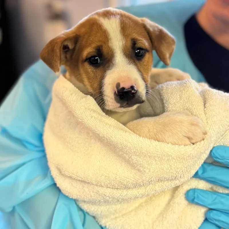 A baby medium-sized male Brown / Chocolate Mixed Breed dog named Yosemite for adoption in Hendersonville, NC