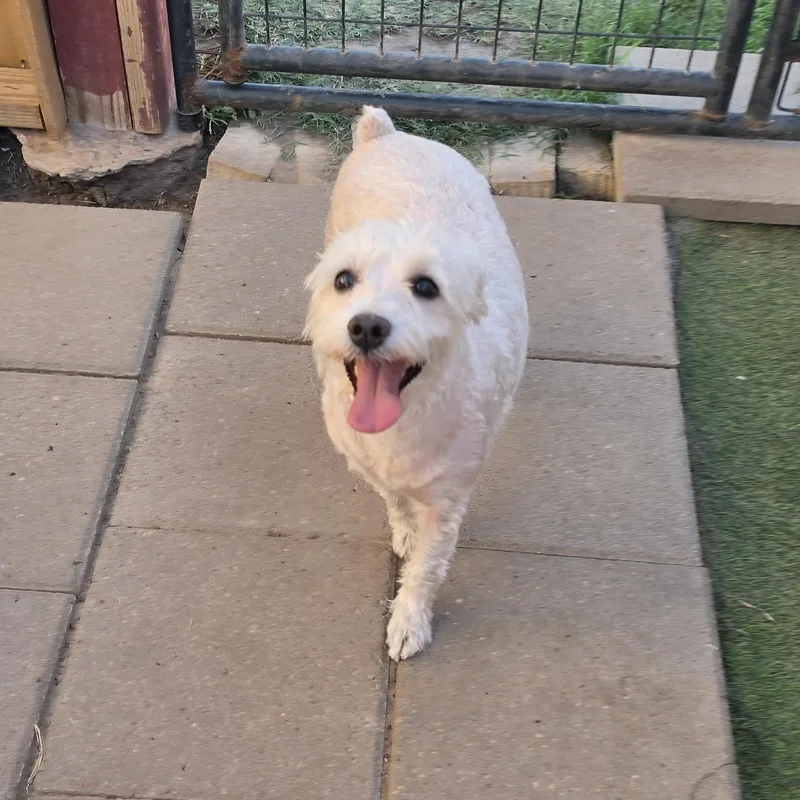 A young small-sized female White / Cream Miniature Poodle dog named Brandy for adoption in Edinburg, TX