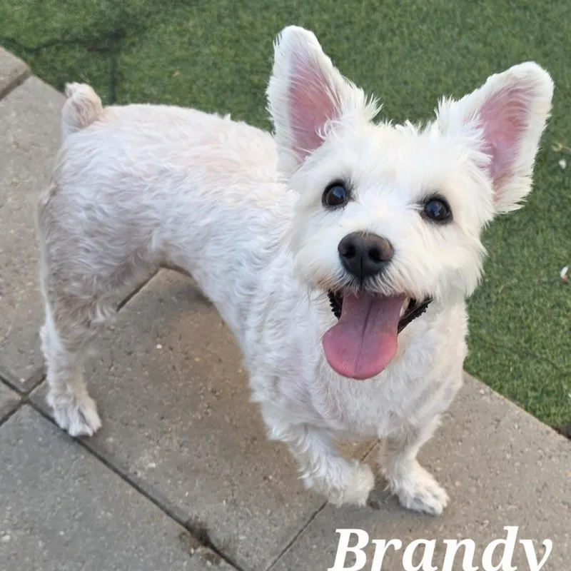 Brandy thumbnail 2