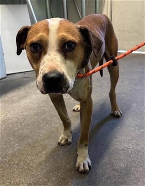 An adult medium-sized male Pit Bull Terrier dog named Roo for adoption in Sacramento, CA