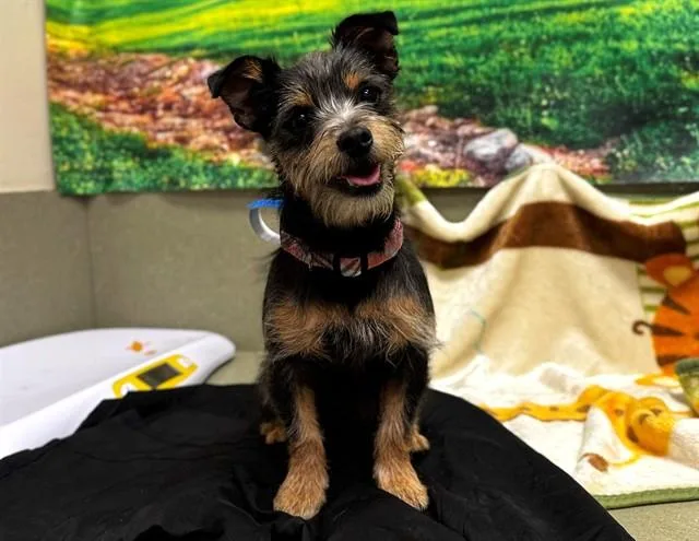 A young small-sized male Terrier dog named A for adoption in Moreno Valley, CA