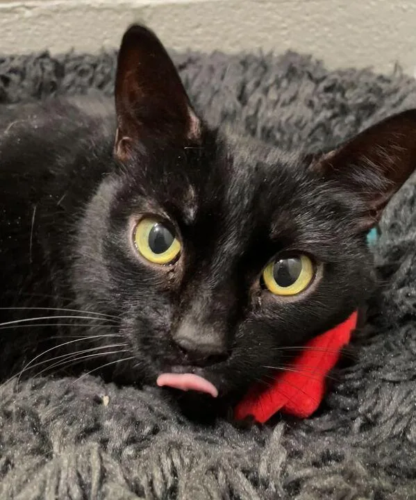 A senior large-sized female Black Domestic Short Hair cat named Morticia for adoption in Jackson, MI