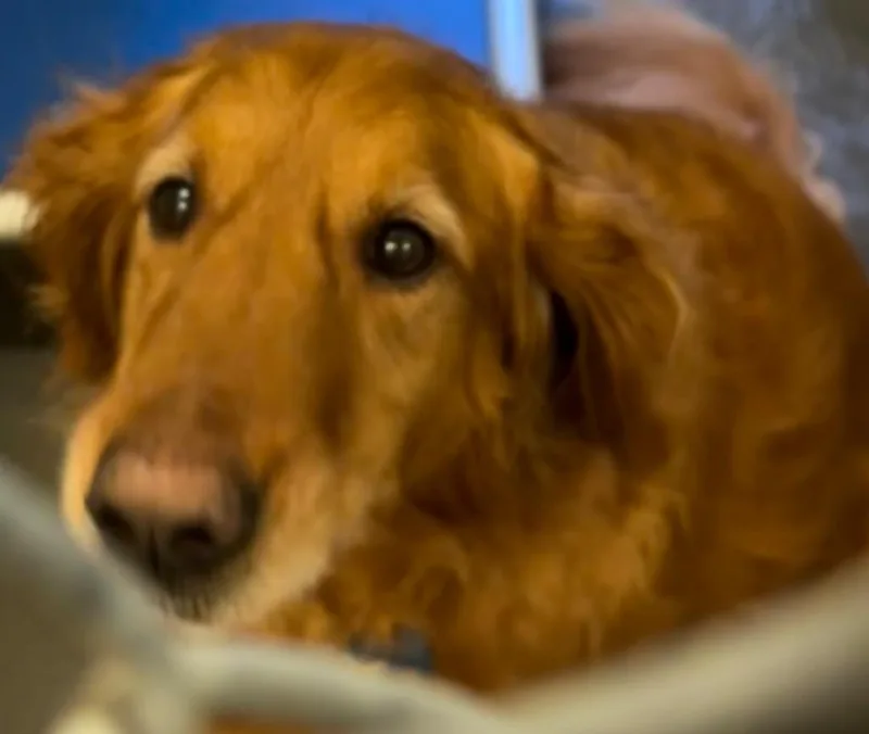 An adult large-sized male Golden Retriever dog named Walker for adoption in Elizabethton, TN