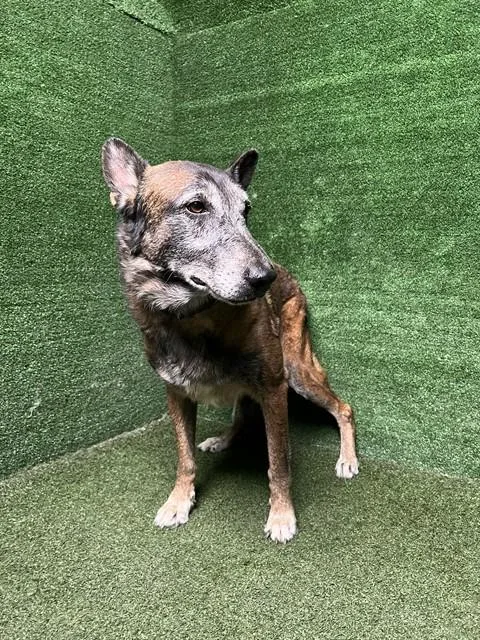 A senior large-sized male Belgian Shepherd / Malinois dog named Potato for adoption in Lancaster, CA
