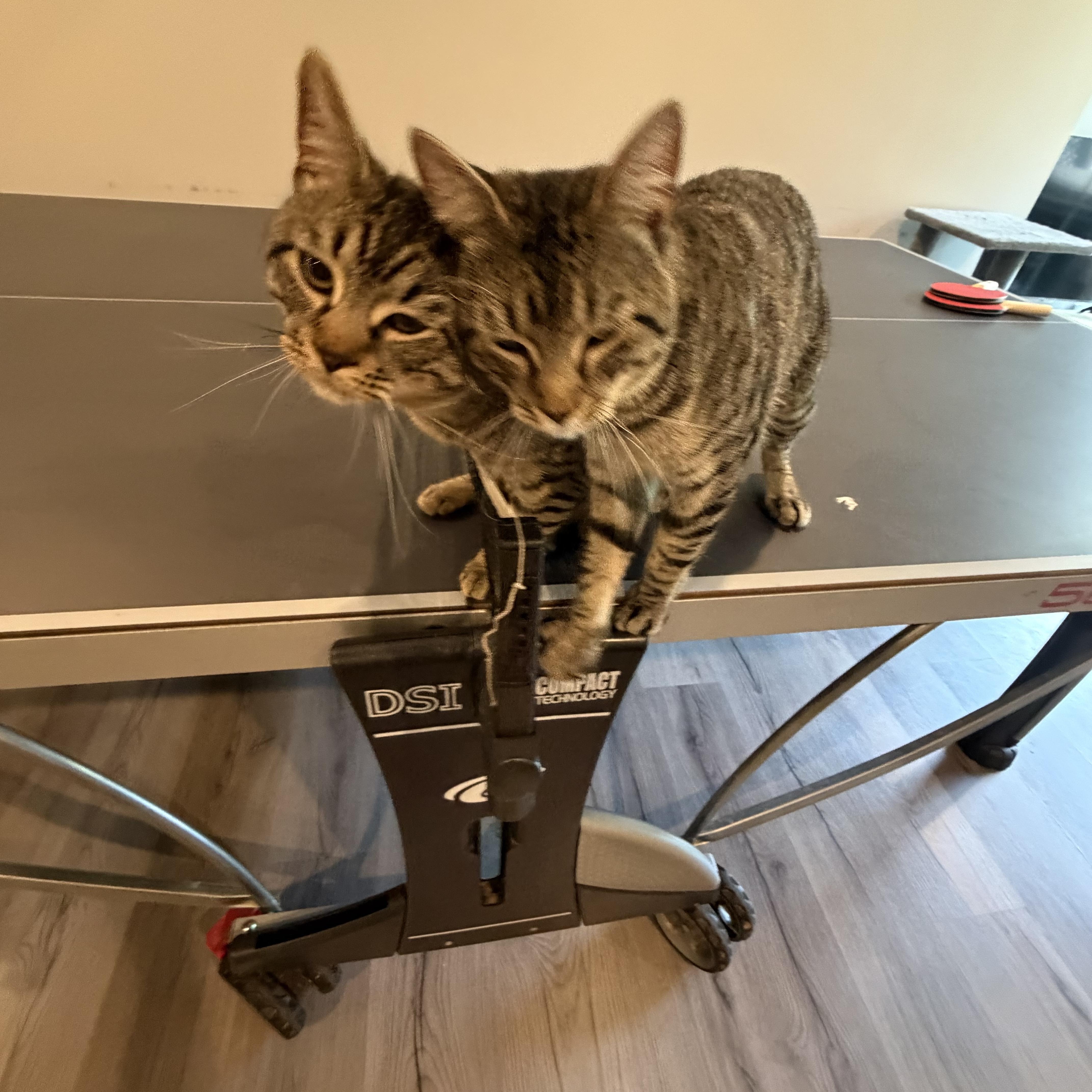 A young small-sized male Tabby (Brown / Chocolate) Domestic Short Hair cat named Milo & Tucker for adoption in Canton, MA