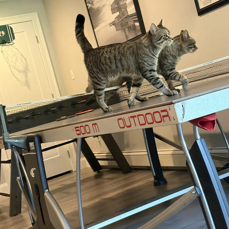 Milo & Tucker thumbnail 5
