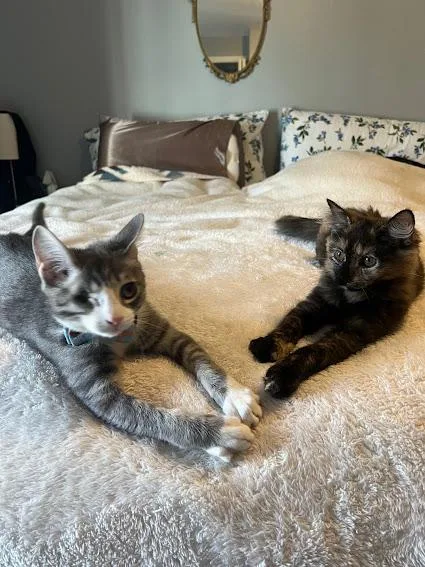 Goose Blind In One thumbnail 2