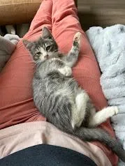 Goose Blind In One thumbnail 3