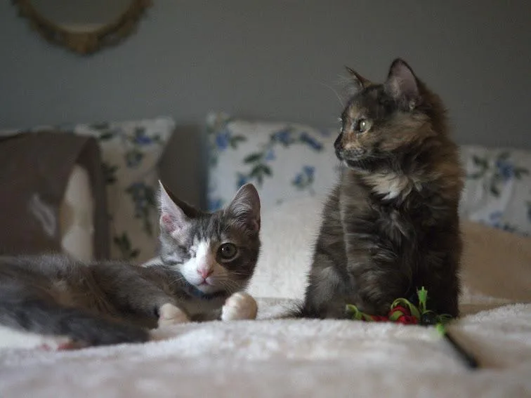 Goose Blind In One thumbnail 4