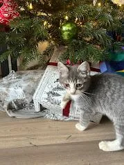 Goose Blind In One thumbnail 5