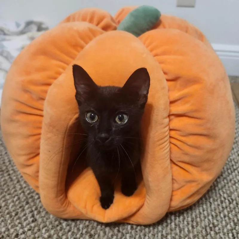 A baby small-sized female Black Domestic Short Hair cat named Autumn ChanceAR for adoption in Tallahassee, FL