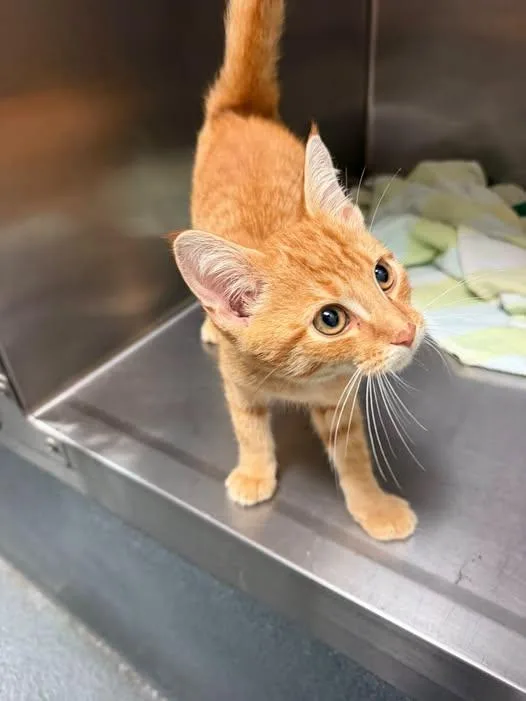 A baby medium-sized male Domestic Short Hair cat named Leon for adoption in Amherst, VA