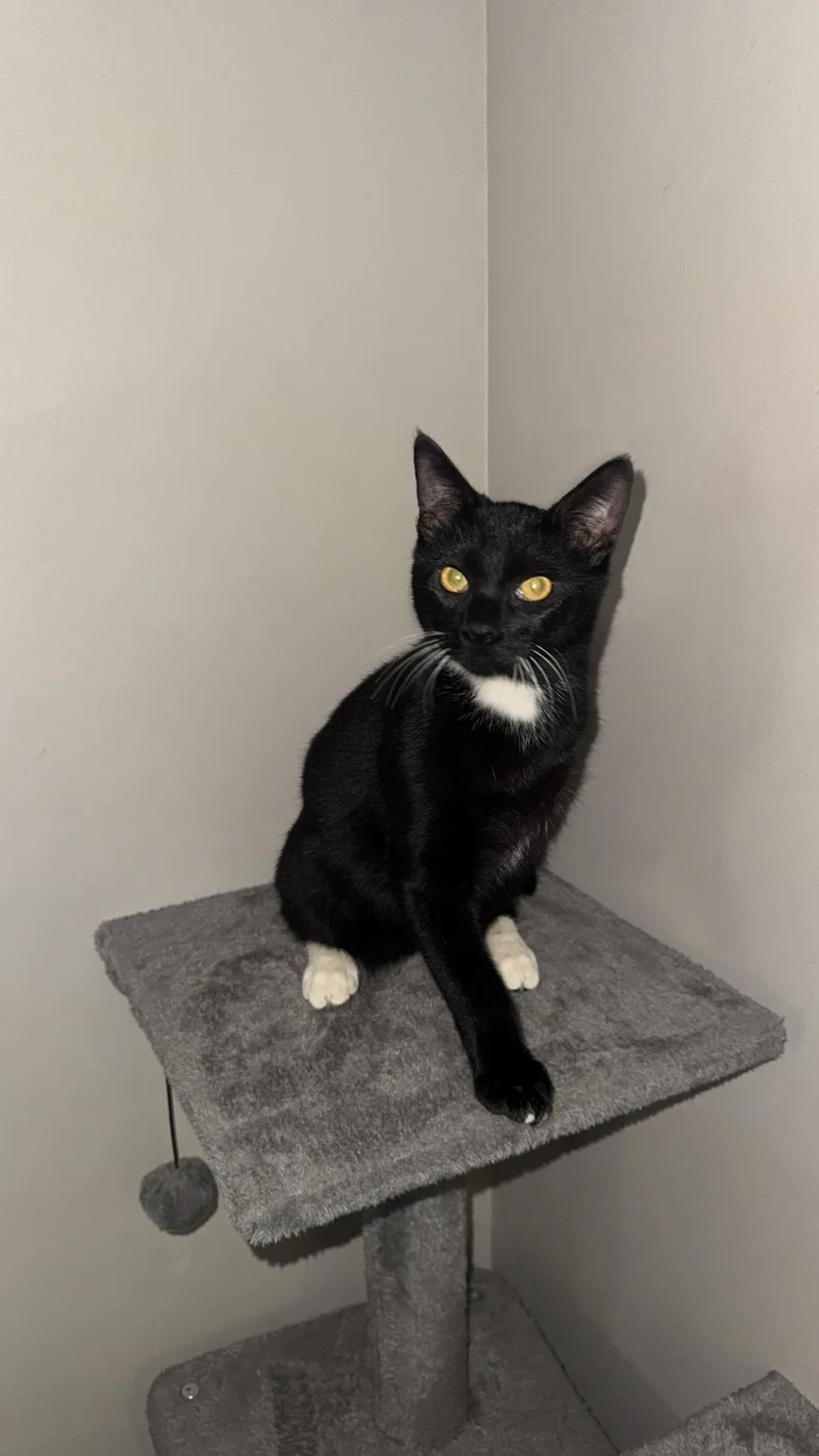 A young medium-sized male Domestic Short Hair cat named Oreo for adoption in Chickasaw, AL
