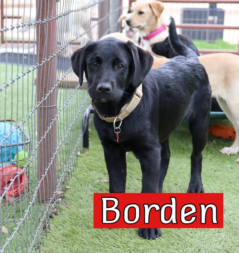 A young large-sized male Labrador Retriever dog named Borden for adoption in Southlake, TX